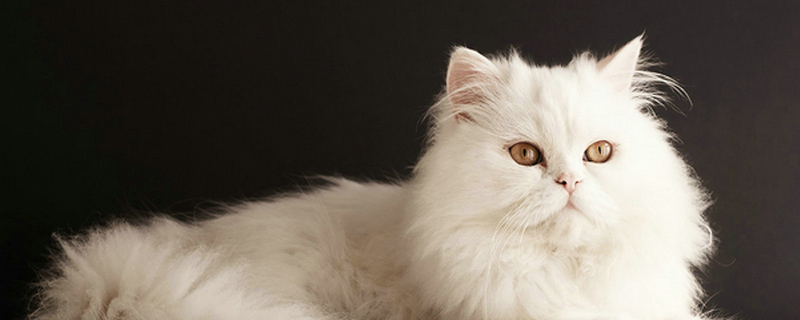 猫会用猫砂但是乱拉屎