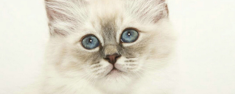 小猫拉稀但是精神状态良好