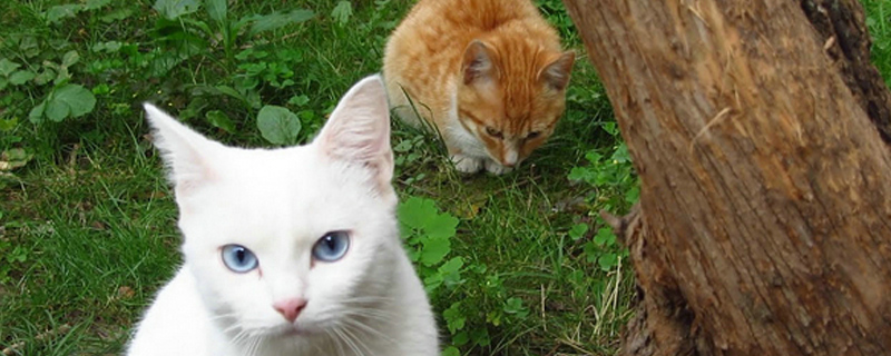 猫死了怎么正确处理