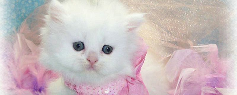 小猫不拉屎肚子特别鼓