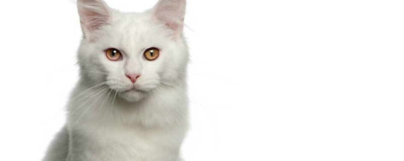 猫为什么要割蛋