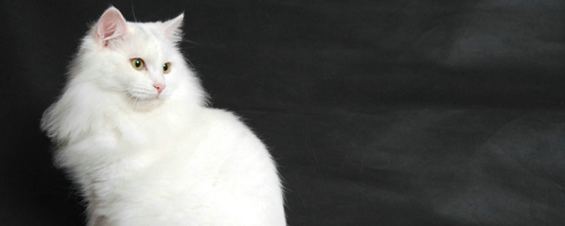 母猫多久发情一次