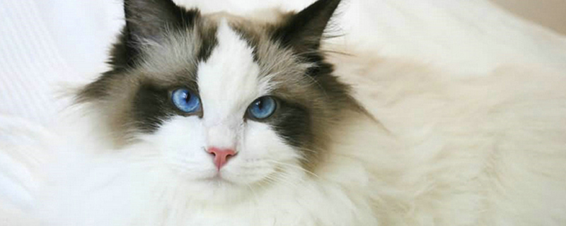 长毛猫有哪些品种