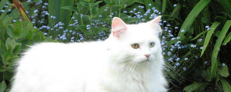 猫多久驱虫一次