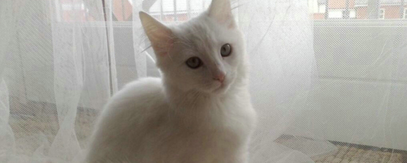 猫突然哀嚎一样怪叫