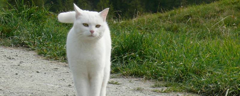 猫咪的寿命是多少岁