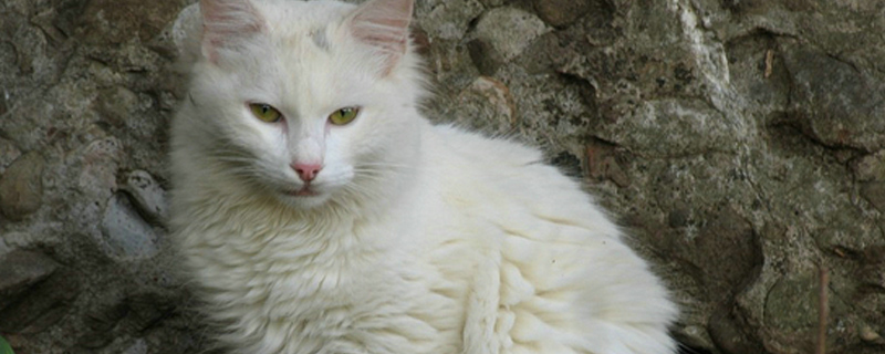 老鼠怕猫的原因是什么