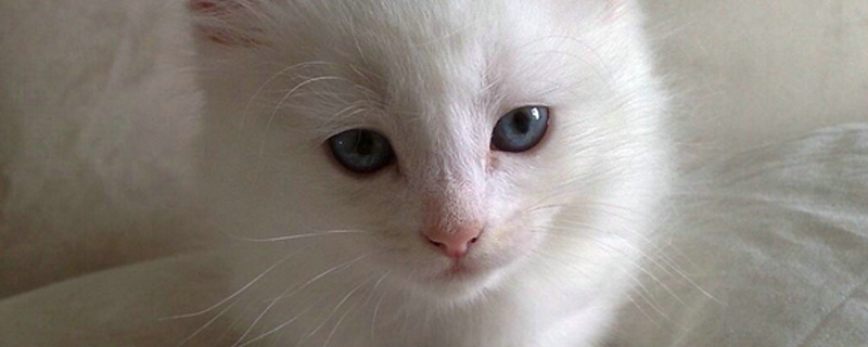 猫咪呼吸急促腹部起伏