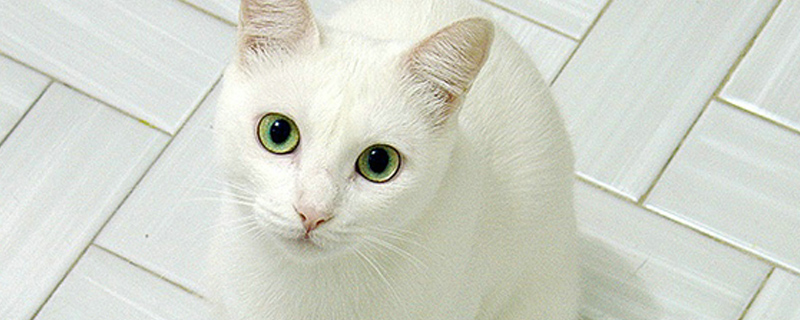 猫猫吐了是什么原因