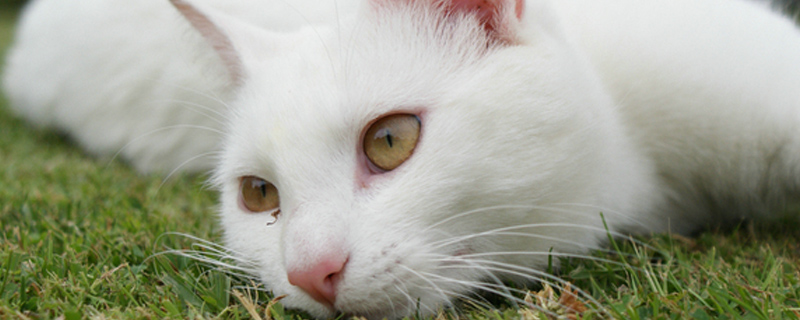 猫咪什么时候打疫苗