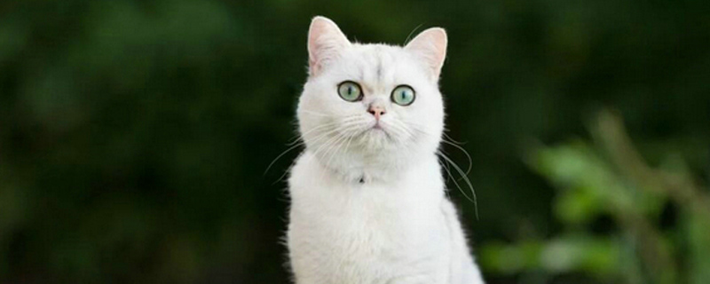 猫翘尾巴是什么意思