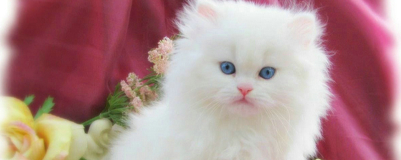 怎么判断猫咪吃撑了