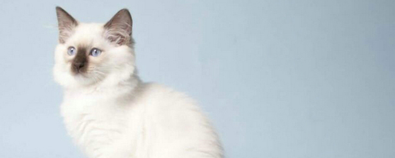 暹罗猫能和人睡觉吗