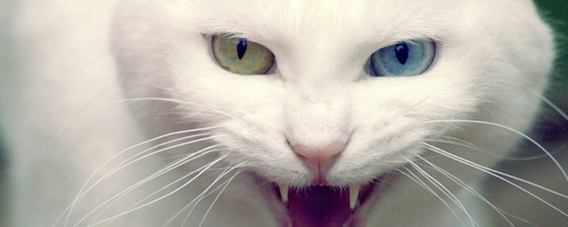 猫咪换了主人会伤心吗