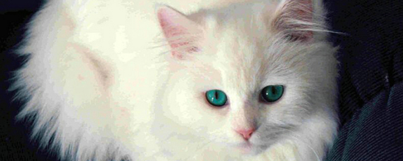 猫咪眼屎多红褐色