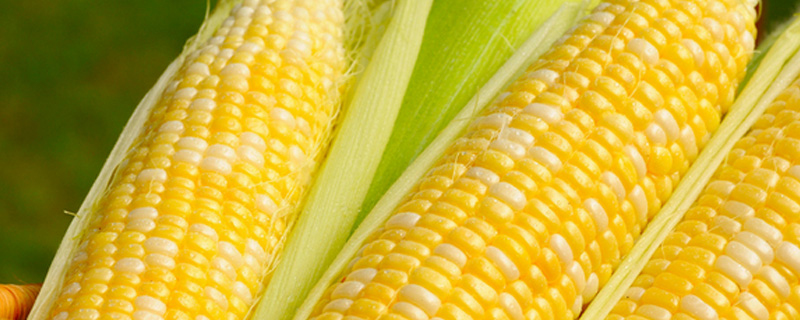 猫咪能吃玉米吗