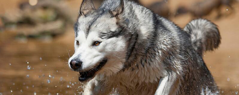 跟哈士奇很像的狗叫什么