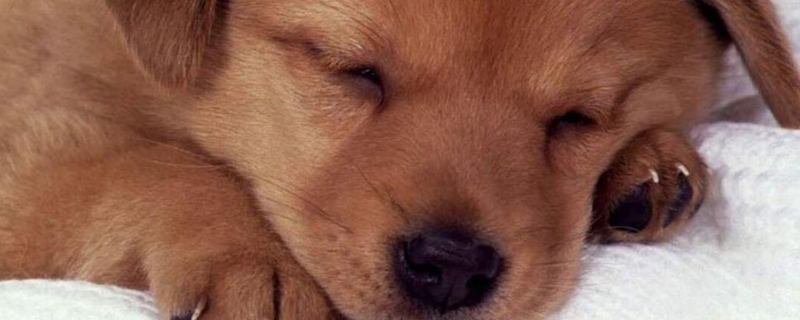 土狗幼犬的挑选方法