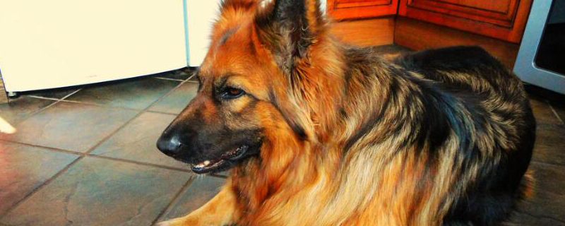 狼狗和德牧的区别