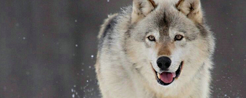 小狗丢了怎么找回来