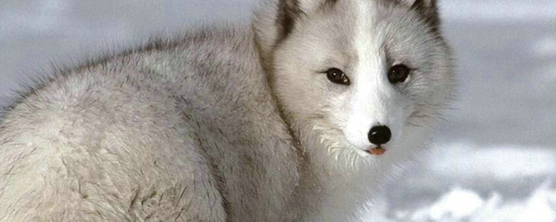 开车压死狗会走霉运吗