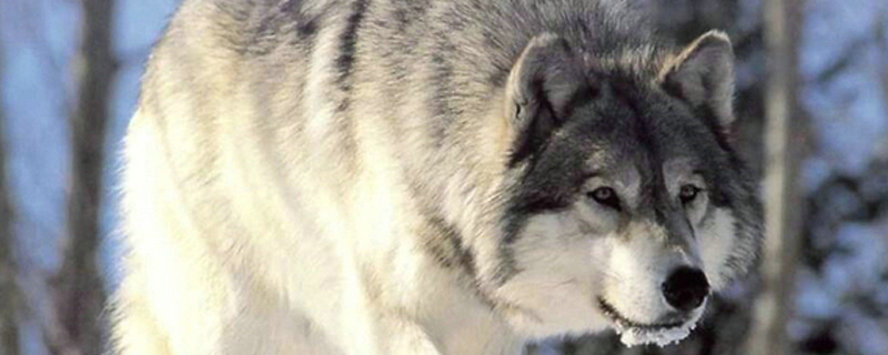 被自家狗抓了怎么处理