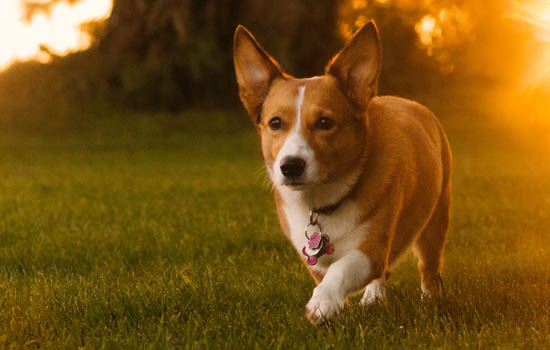 宿迁养犬管理规定2020