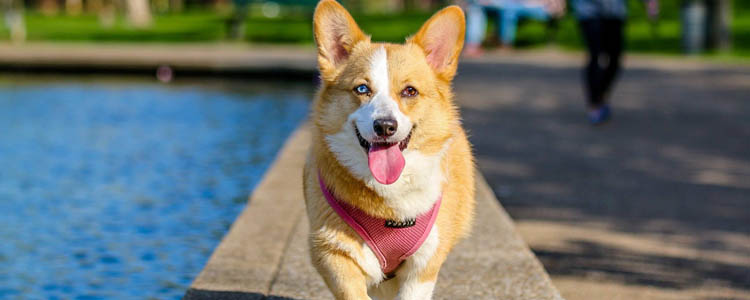 狗狗舌头有黑斑