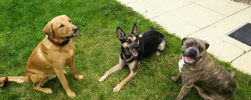 火车上可以带狗吗