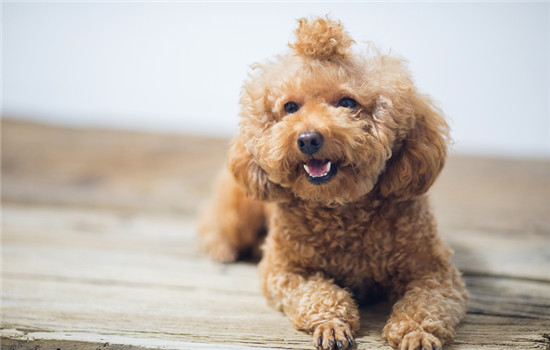 渭南养犬管理规定