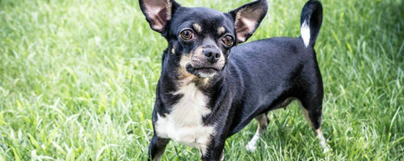 怎么引导狗狗大小便