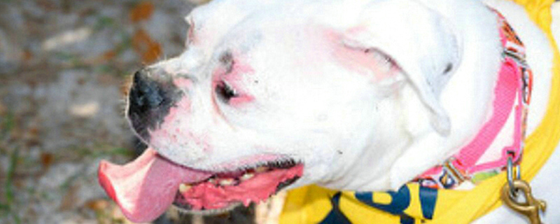 狗突然不吃东西没精神