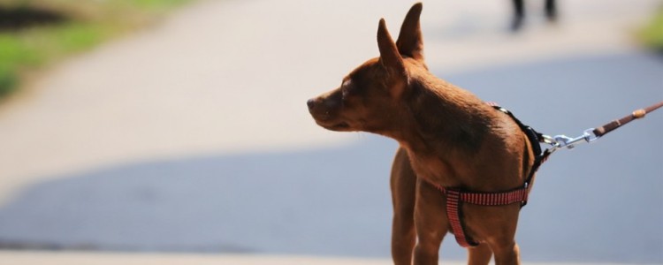 小鹿犬一般几斤