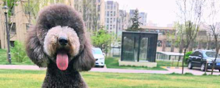 老年人养什么狗好