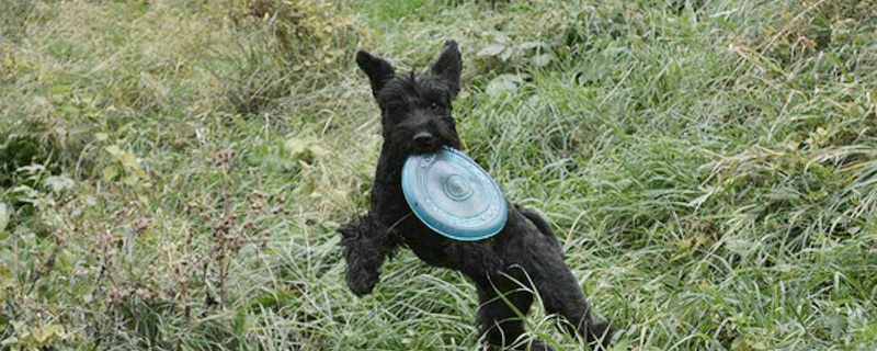 狗狗无缘无故的冲叫