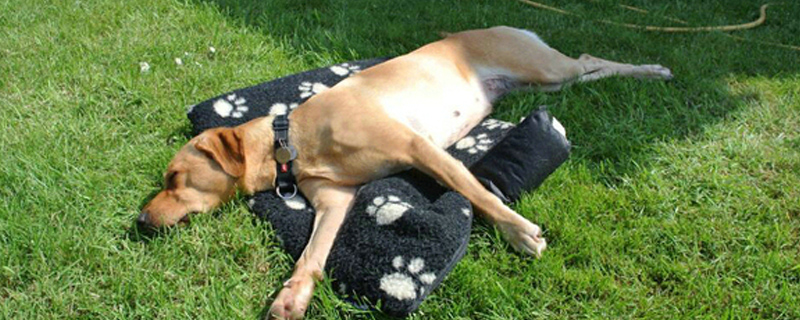 越打越凶的狗怎么教