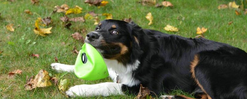 狗拉稀但精神好