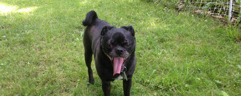 狗狗总是轻咬主人手