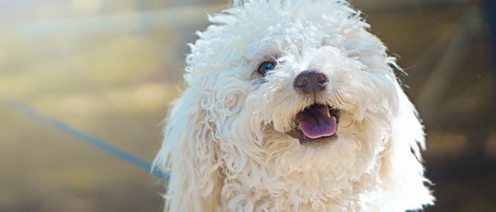 便宜适合家养的小型犬
