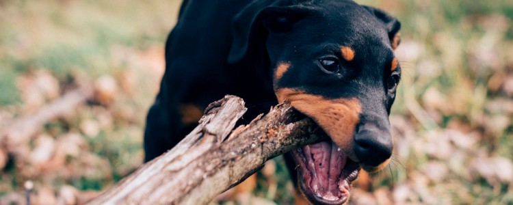 小鹿犬发抖是害怕吗