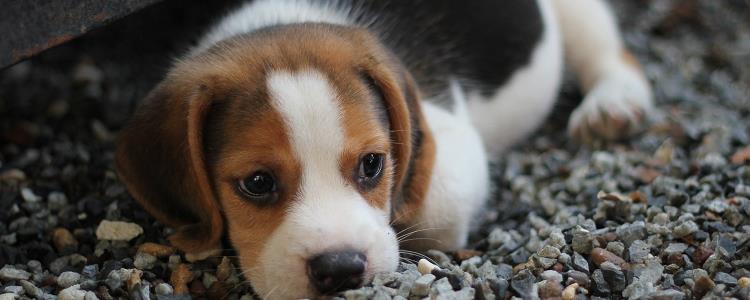 狗打完狂犬疫苗后的不良反应