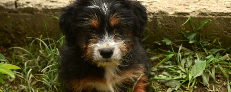 泰迪一天吃多少狗粮