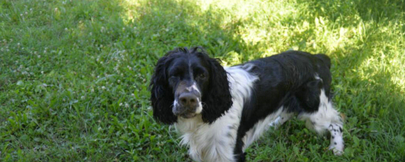 40天小狗能吃干狗粮吗