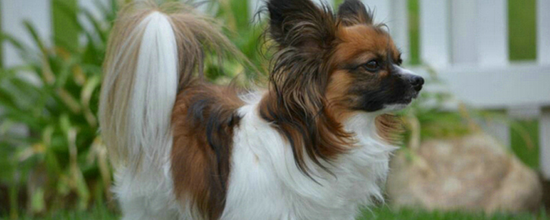 怎样训练泰迪狗狗大小便