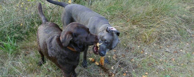 狗狗一年相当于几岁