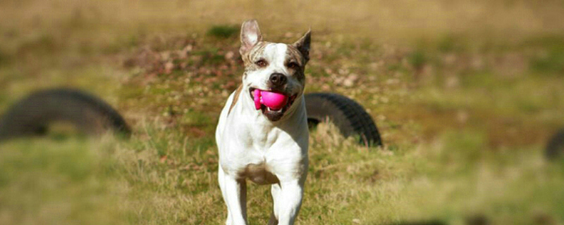 狗最快速补血方法