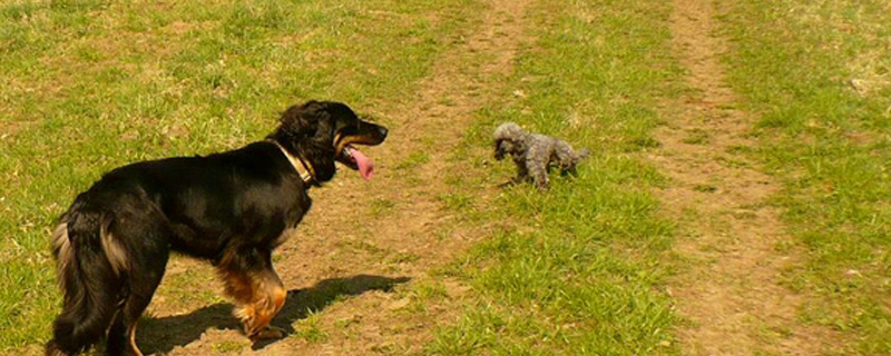 狗狗最怕听到的声音