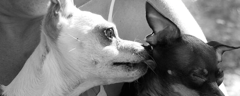 小狗夏天为什么伸舌头