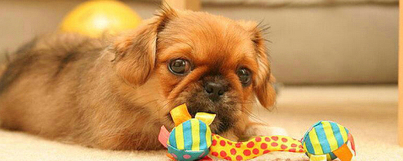 小狗翻肠子的症状