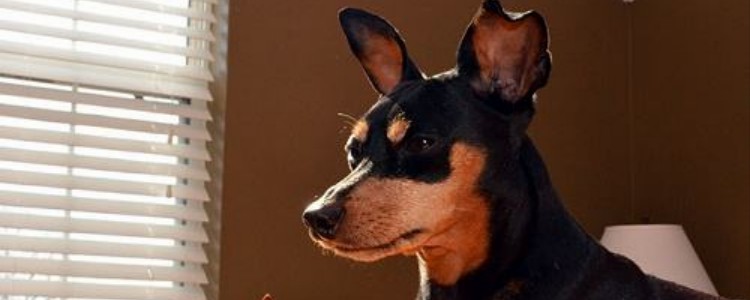 鹿犬为什么发臭